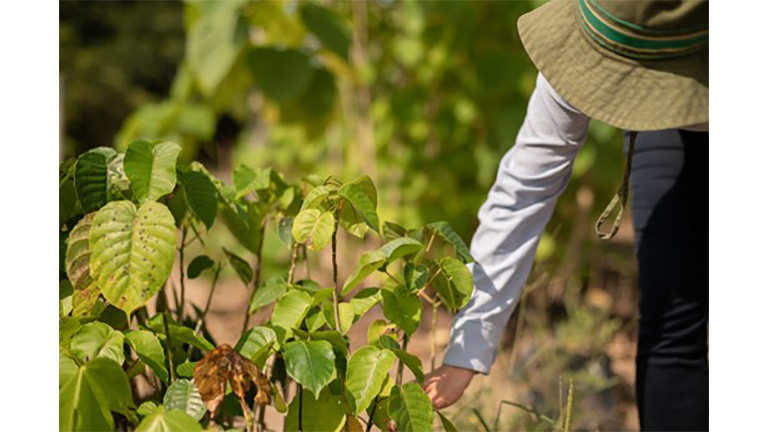 Regenerative agriculture operation (Teak seedlings)