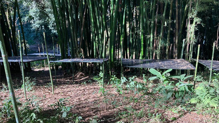 &Aacute;guas da Mantiqueira Project