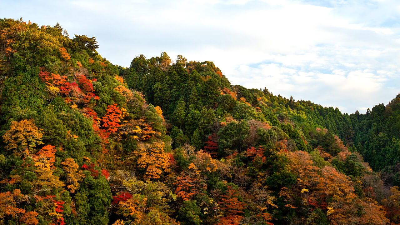 秋の亀山山林。紅葉の名所で、地元では「もみじまつり」が開かれます。