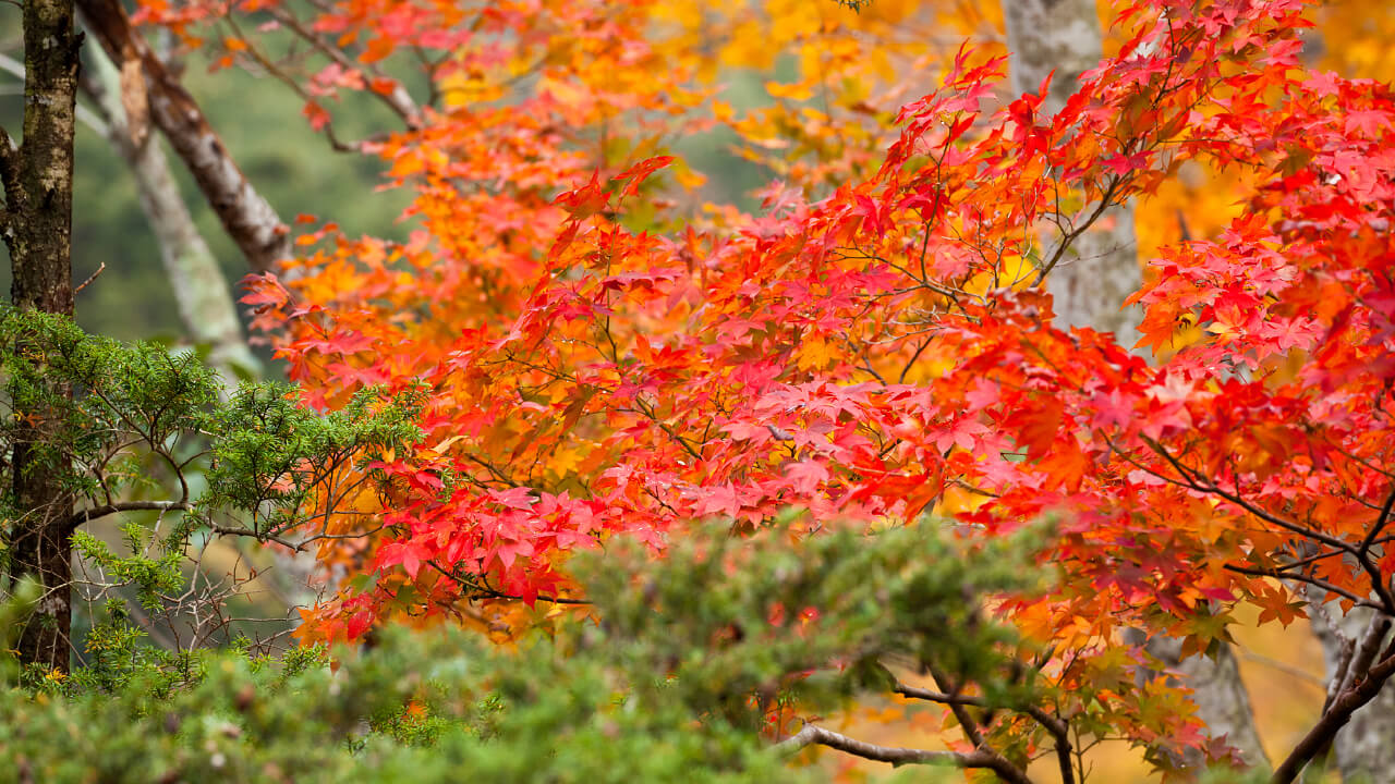 亀山山林の紅葉は、暖かい気候で育つ緑と秋の深まりとともに色づく朱が折り重なり、独特の風景になります。
